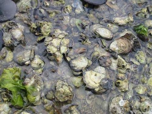 Oyster Survey